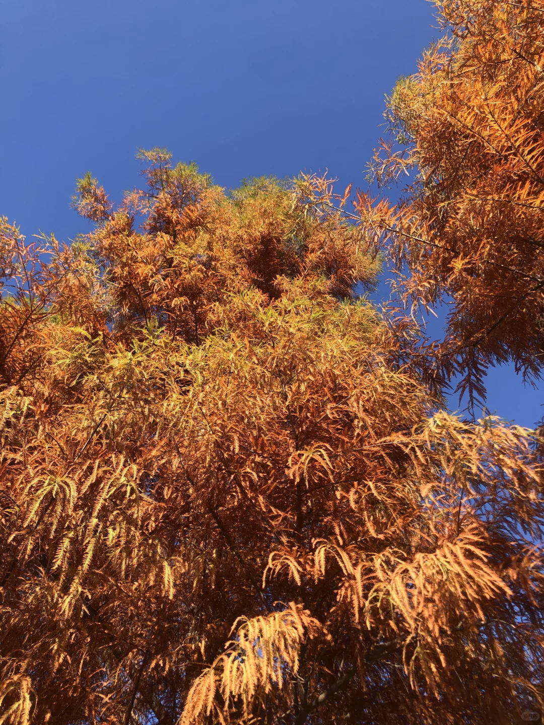 你敢想这是郑州？不知道的以为去哪儿旅游了