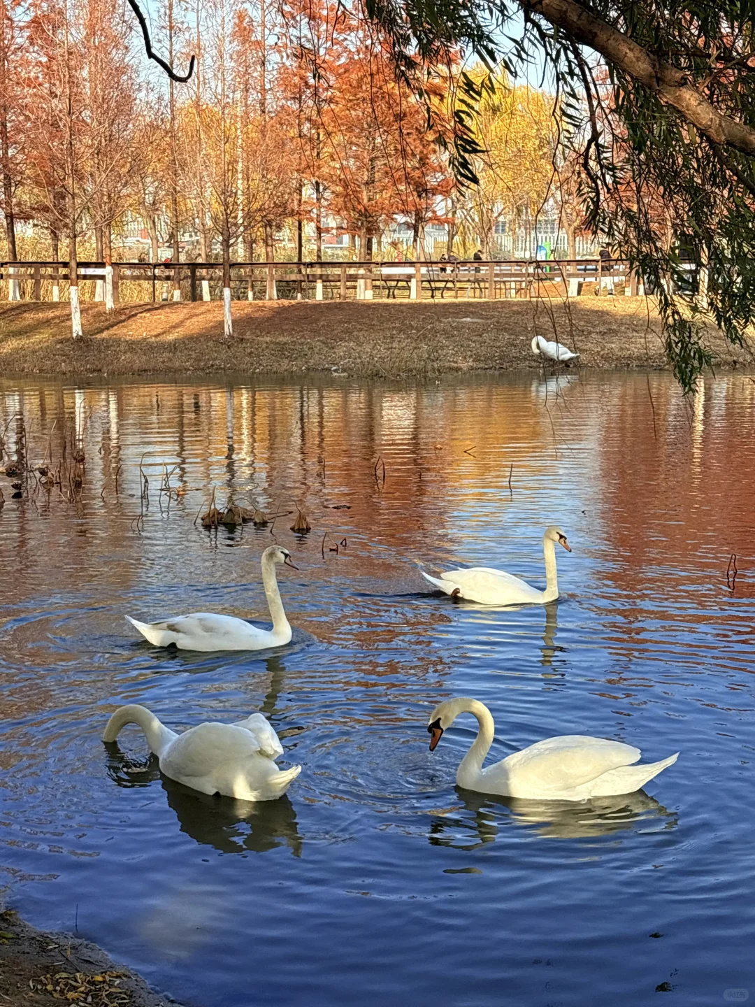 谁懂啊❗️郑州冬天的浪漫是天鹅给的！附攻略