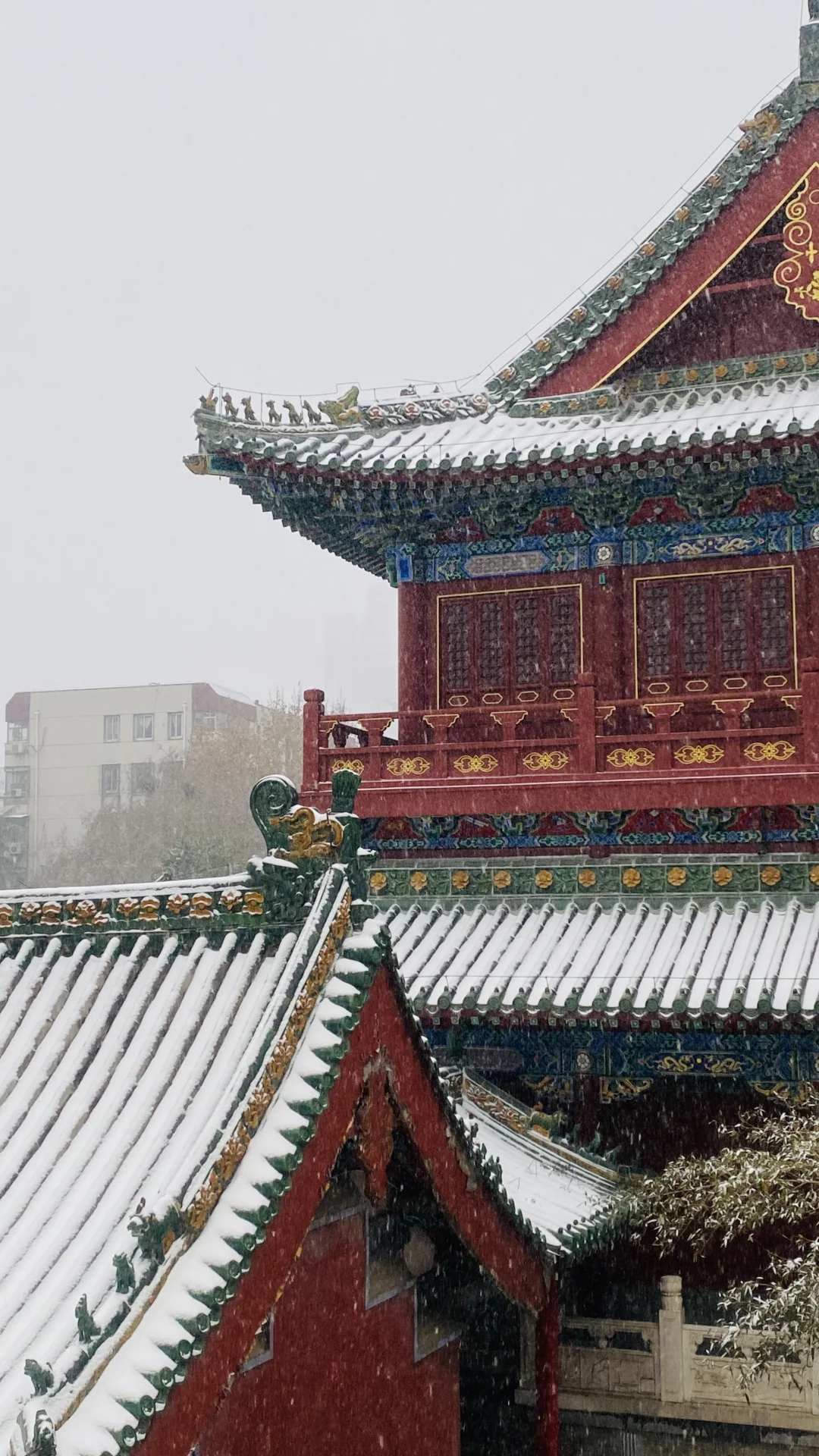 卧槽，暴雪里的郑州杀疯了，古建与雪花同框❗