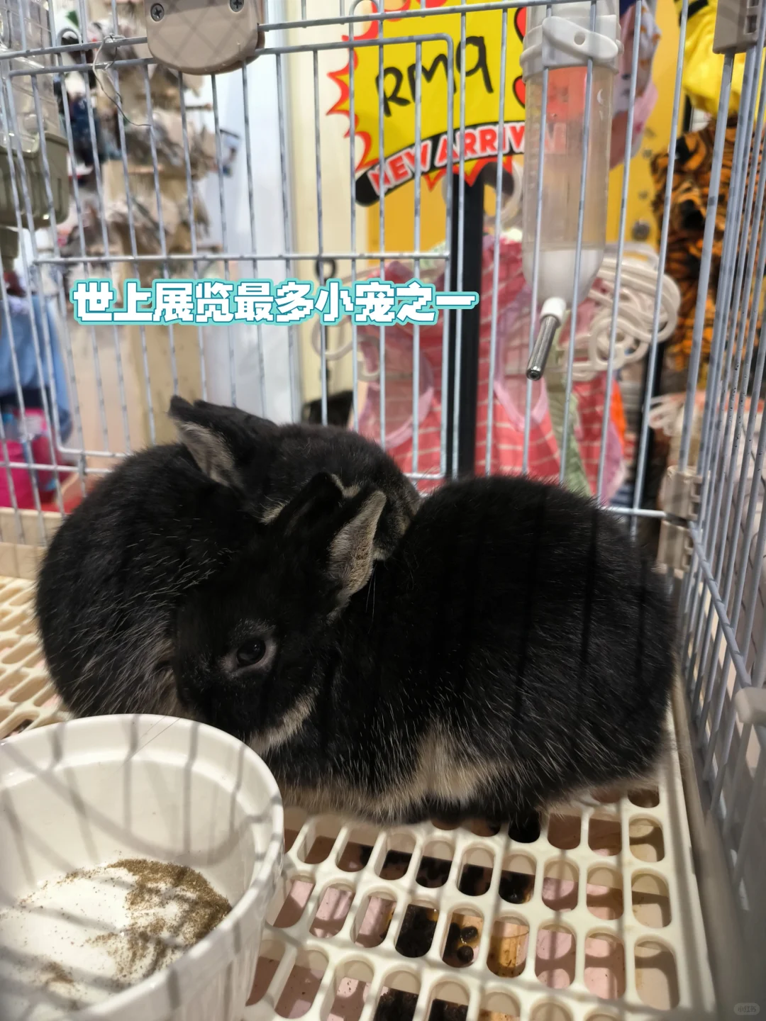?宠物主人看过来！马来西亚最大型宠物展