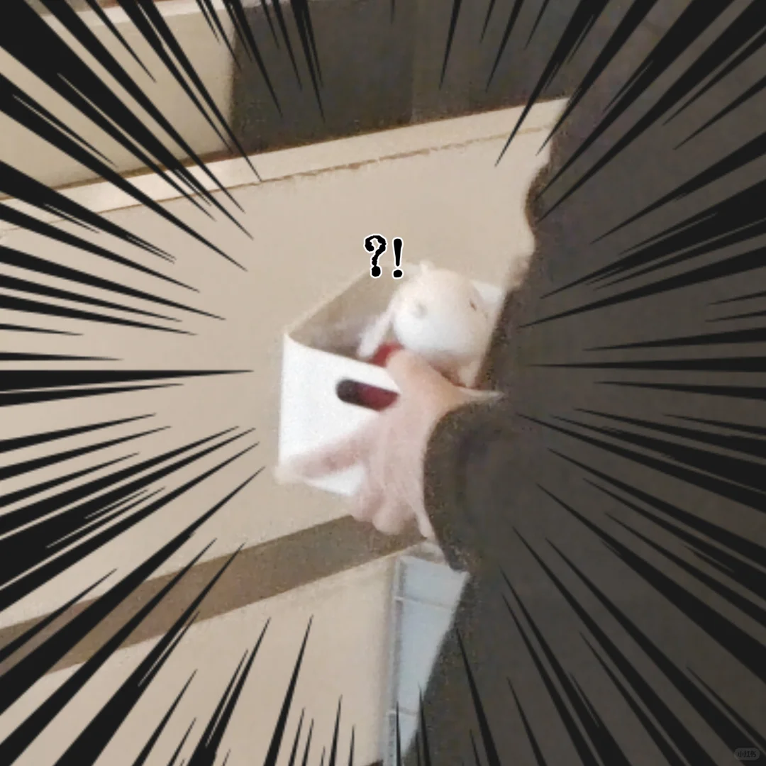 熊，在清真寺被遣返