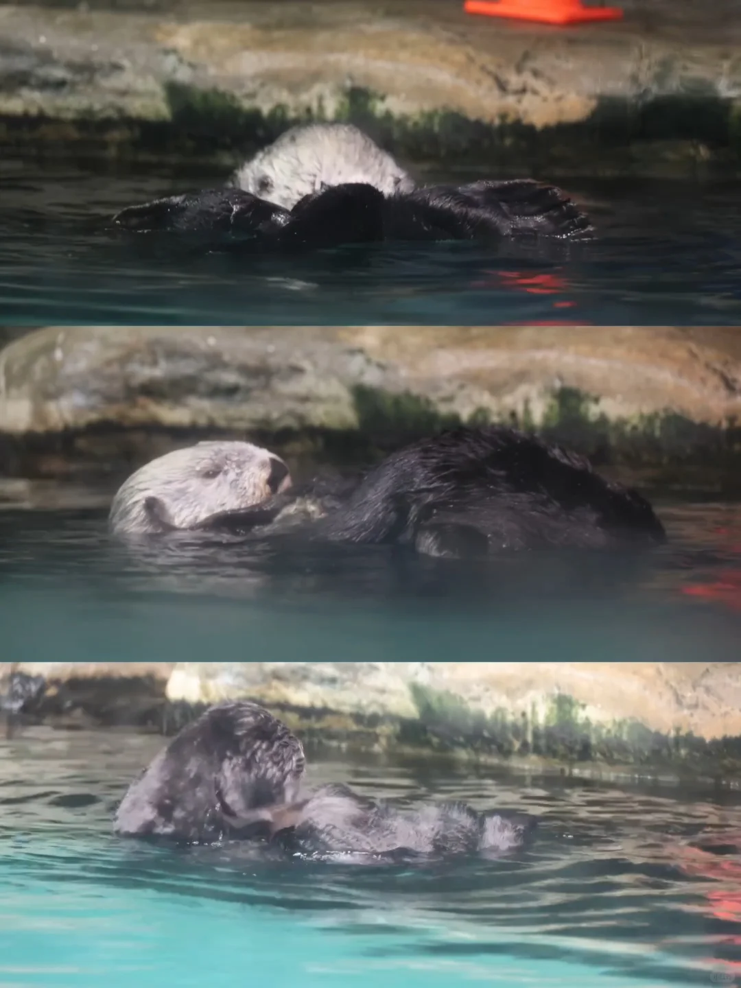 海獭Riro去世|从此亚洲仅剩两只海獭