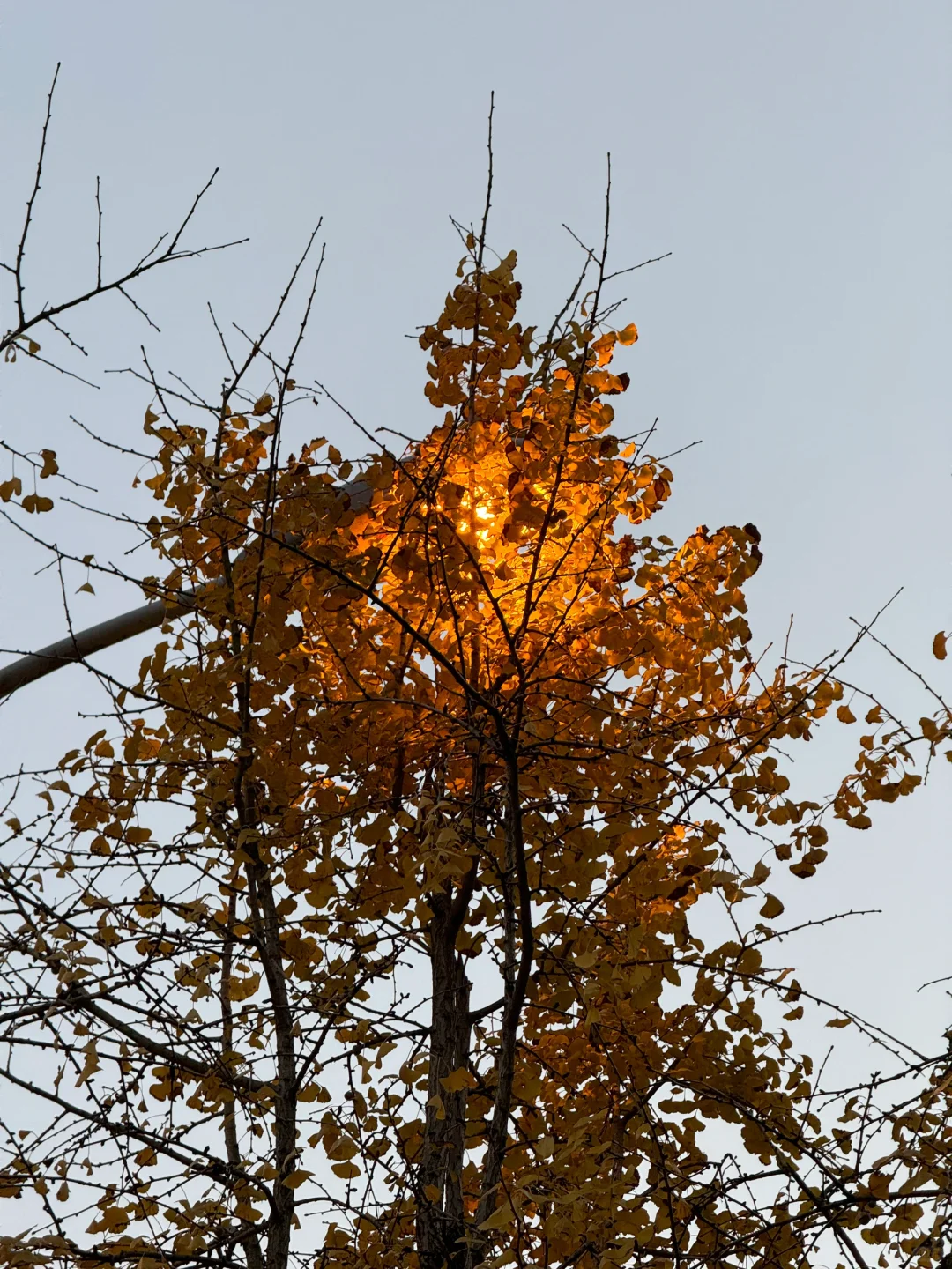 路灯是树的衰老延缓器