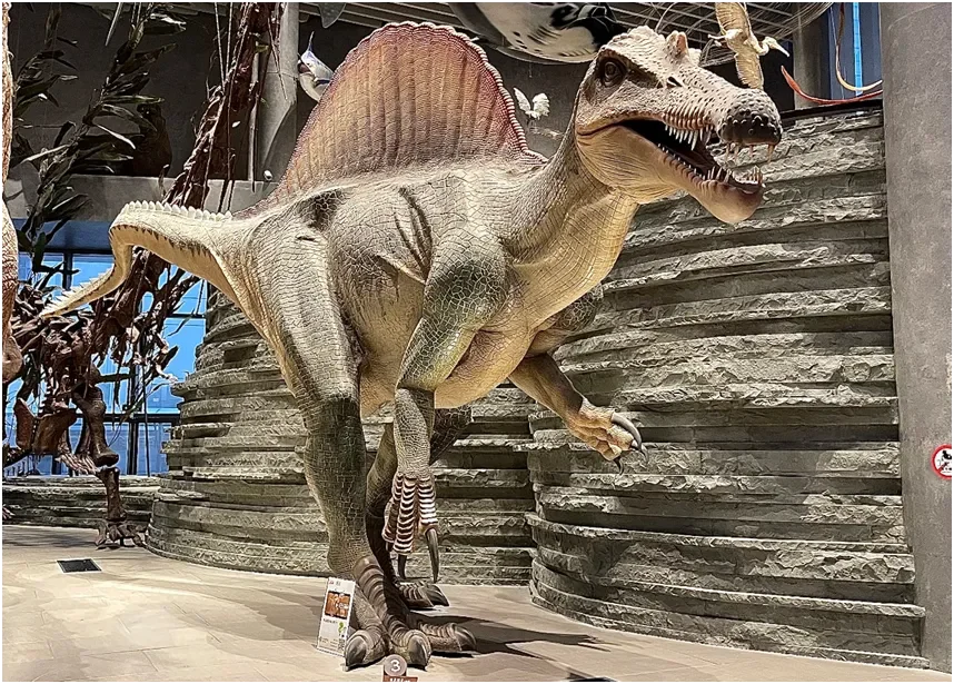 可能是目前已知最长的食肉恐龙--棘龙