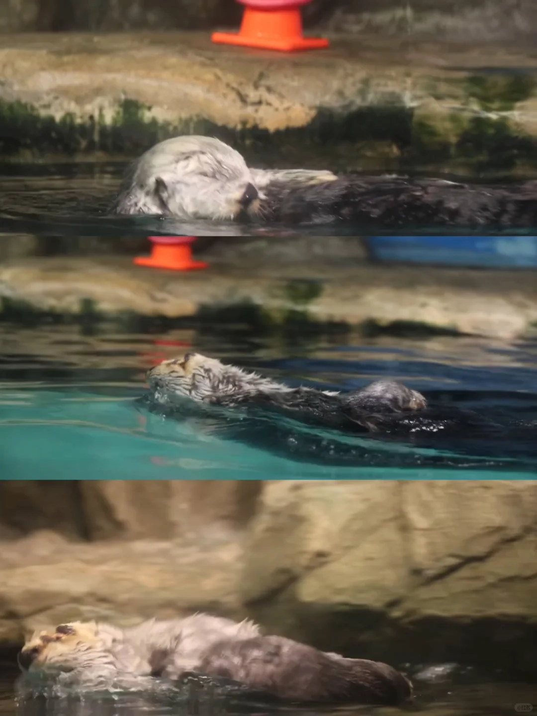 海獭Riro去世|从此亚洲仅剩两只海獭