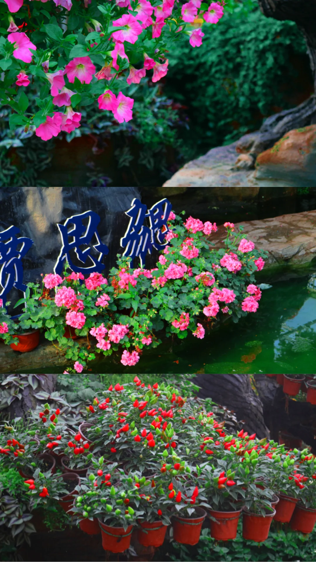 寿光国际蔬菜博览会｜游玩指南