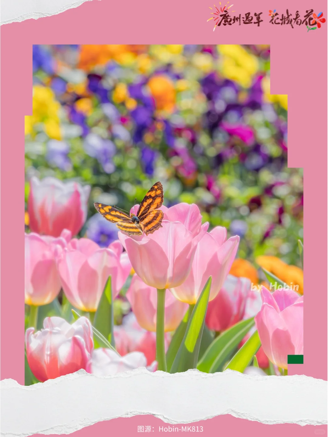 新春看花！来广州2025郁金香花展拍人生照片