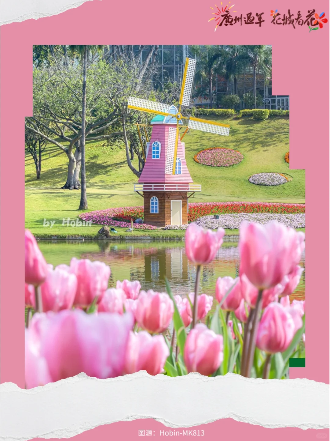 新春看花！来广州2025郁金香花展拍人生照片