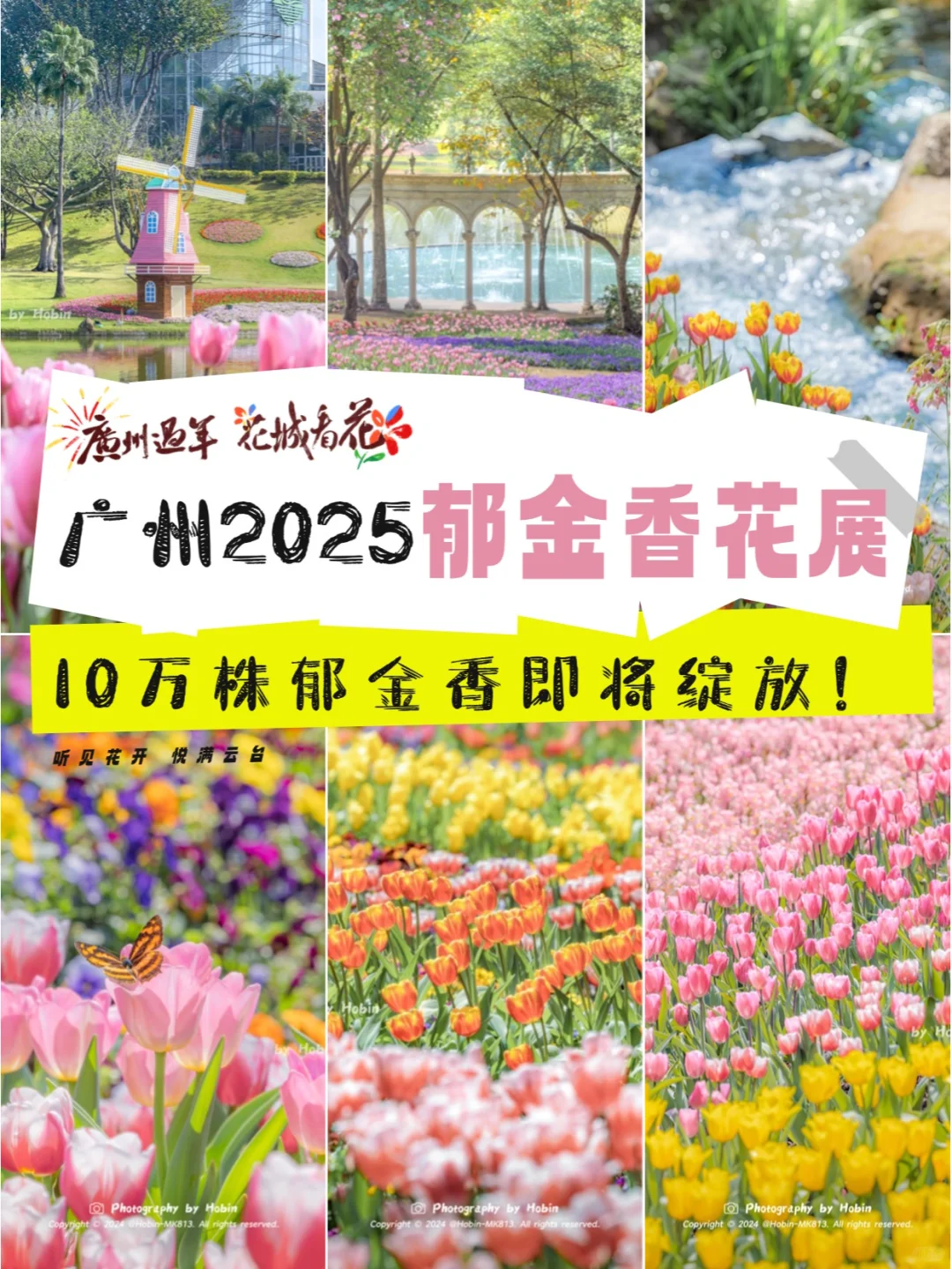 新春看花！来广州2025郁金香花展拍人生照片