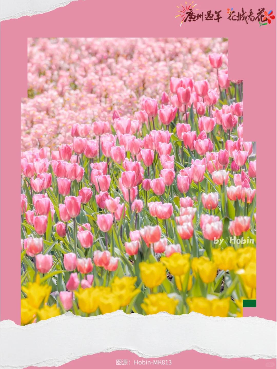 新春看花！来广州2025郁金香花展拍人生照片