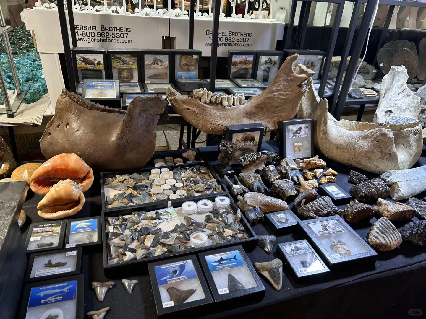 2025图森展｜有哪些展会适合化石爱好者呢？