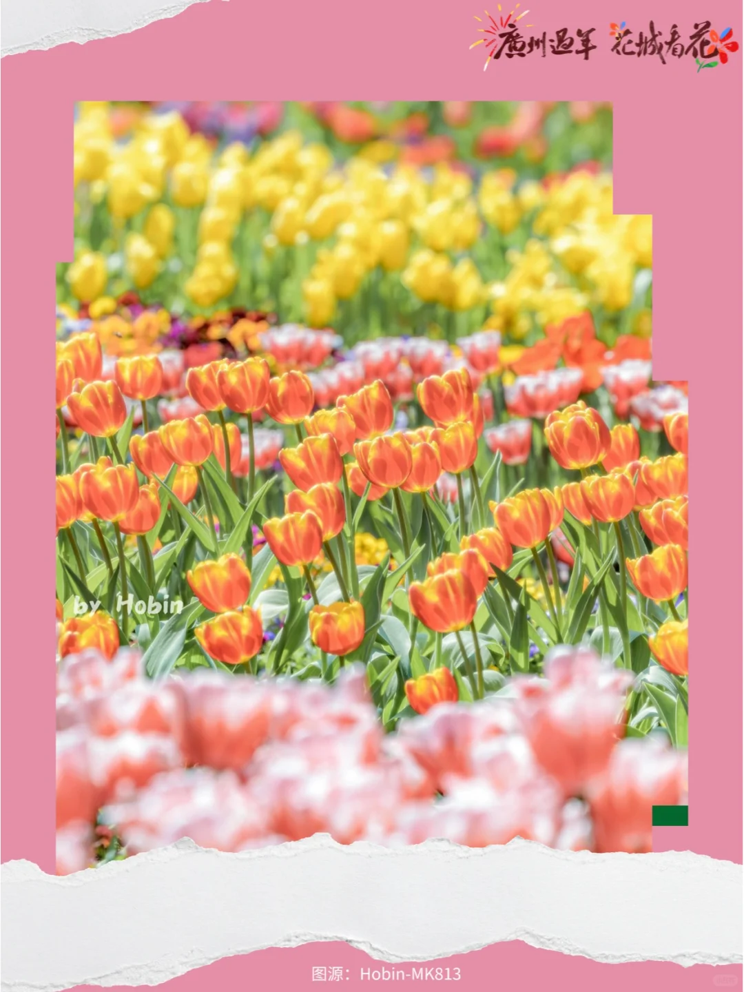 新春看花！来广州2025郁金香花展拍人生照片