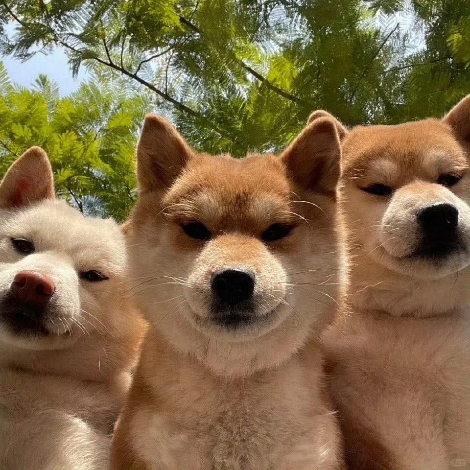 开幕式好好看