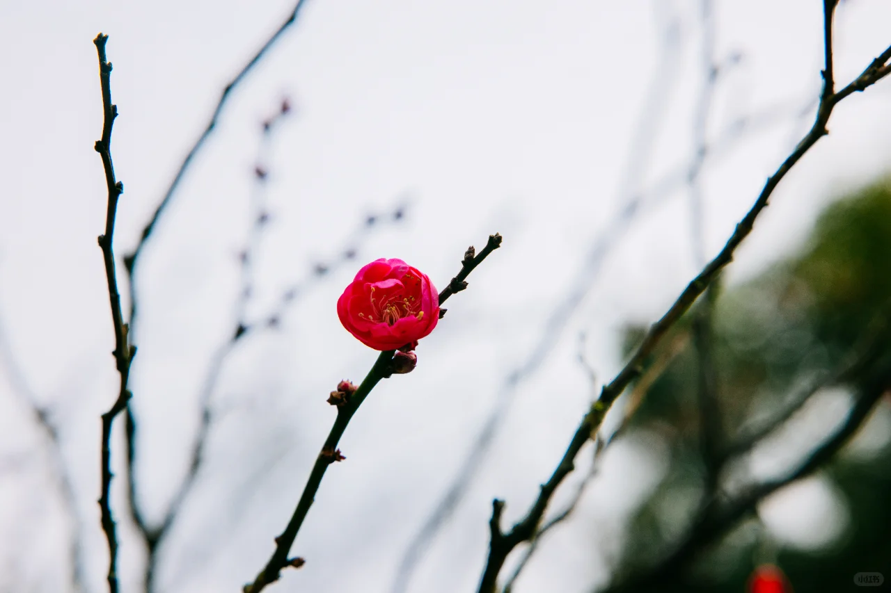 梅花开了