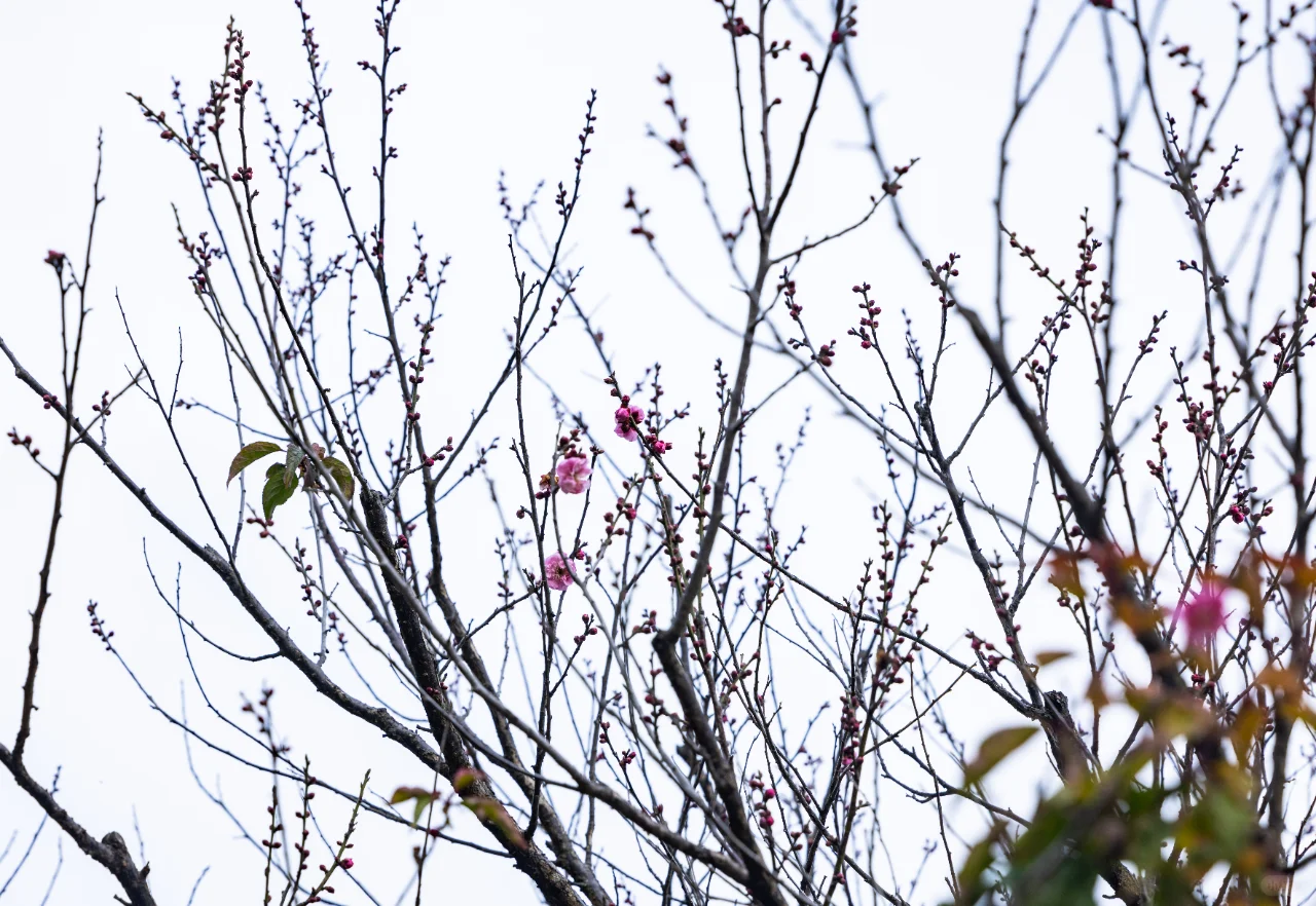 梅花开了