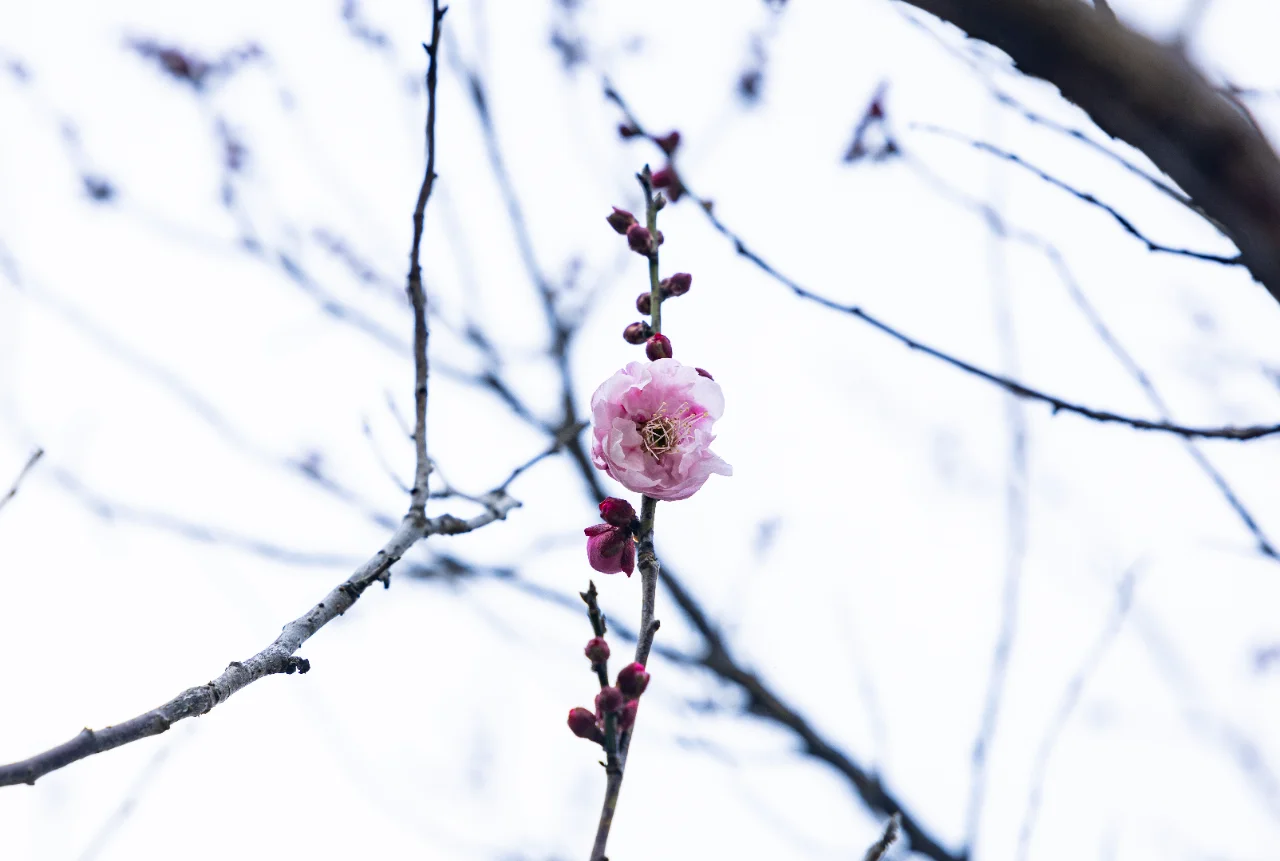 梅花开了