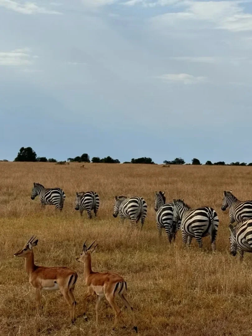 肯尼亚总统说:Welcome Home!