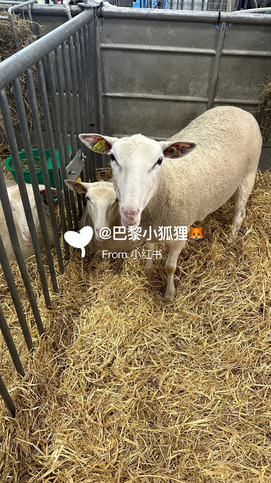 法国农业展首日汇报总结and推荐（个人版）