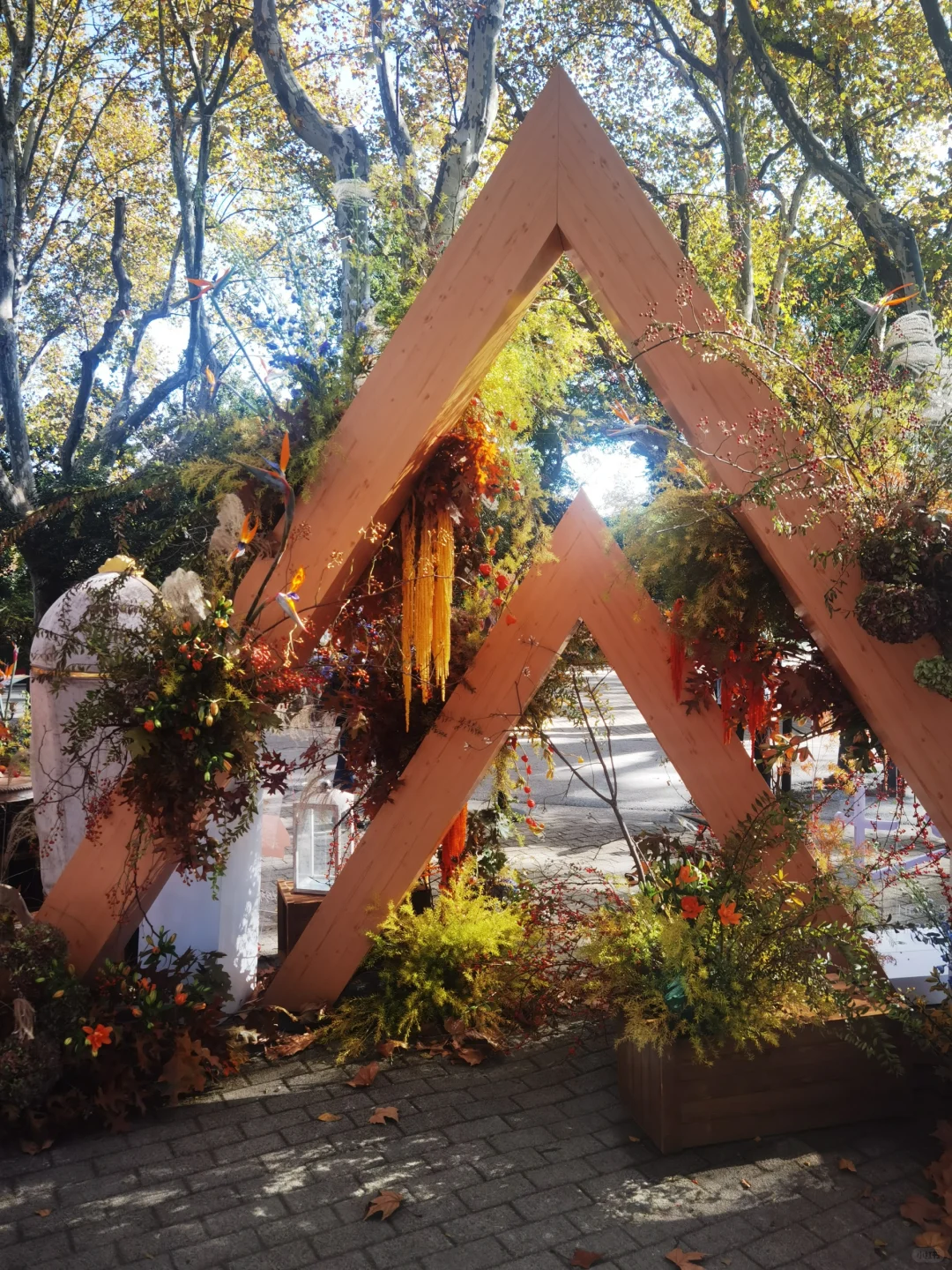 秋天与种球邂逅 期待Spring......