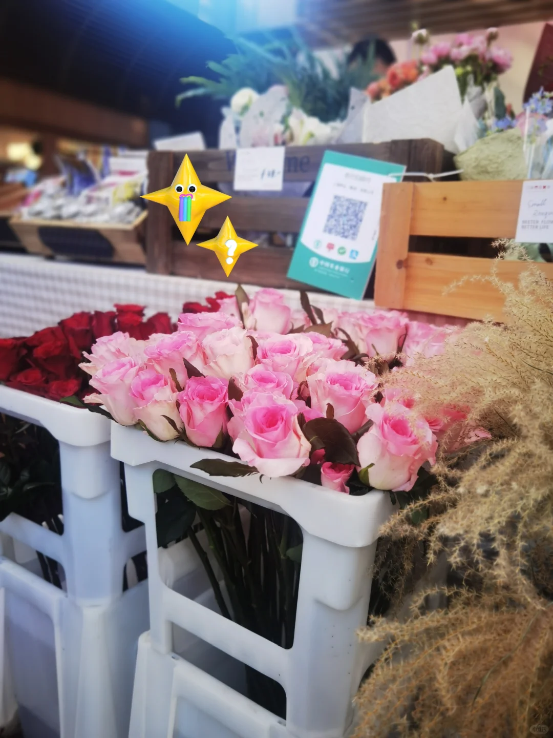 秋天与种球邂逅 期待Spring......