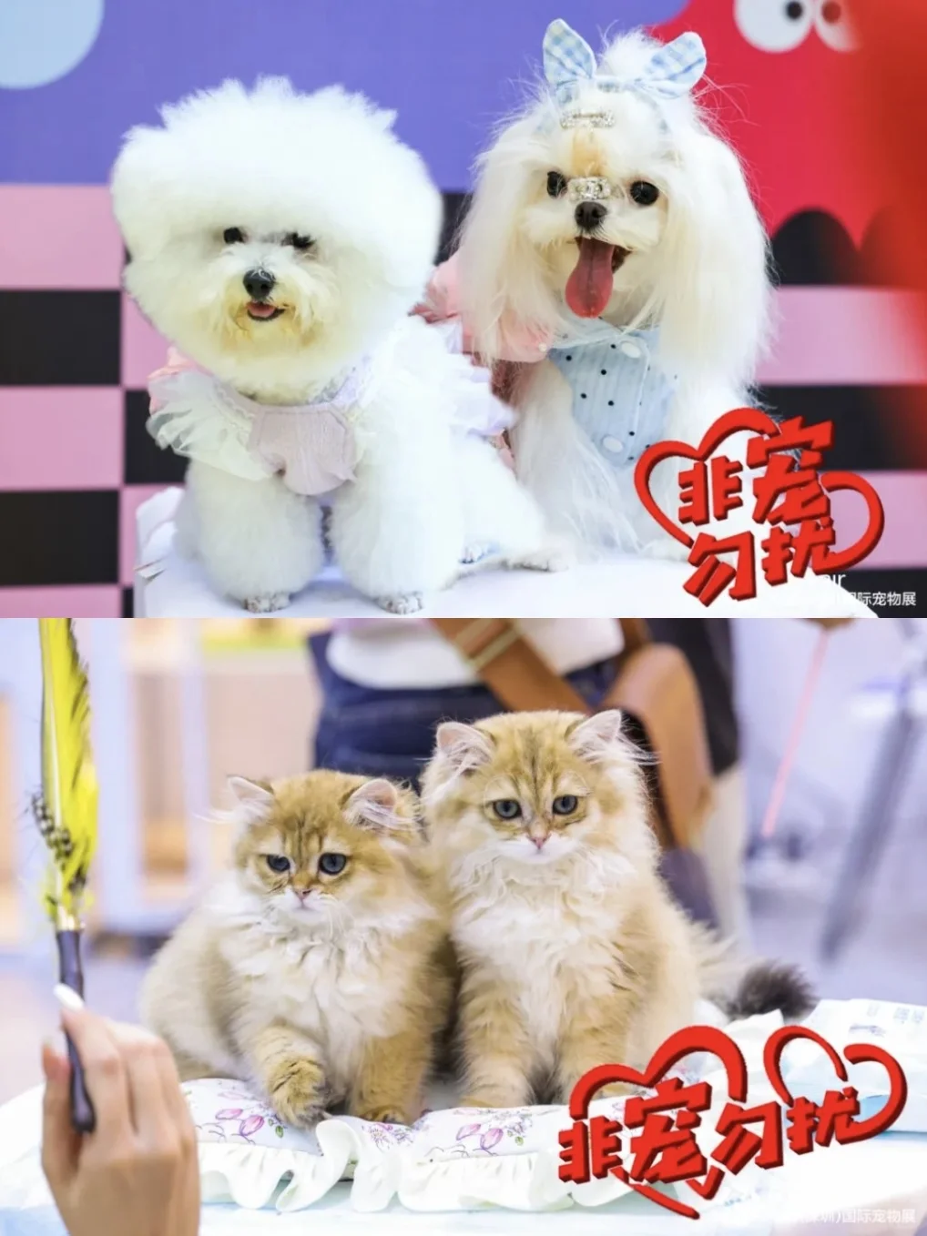 2025深圳宠物展攻略已做好！赶紧抄作业