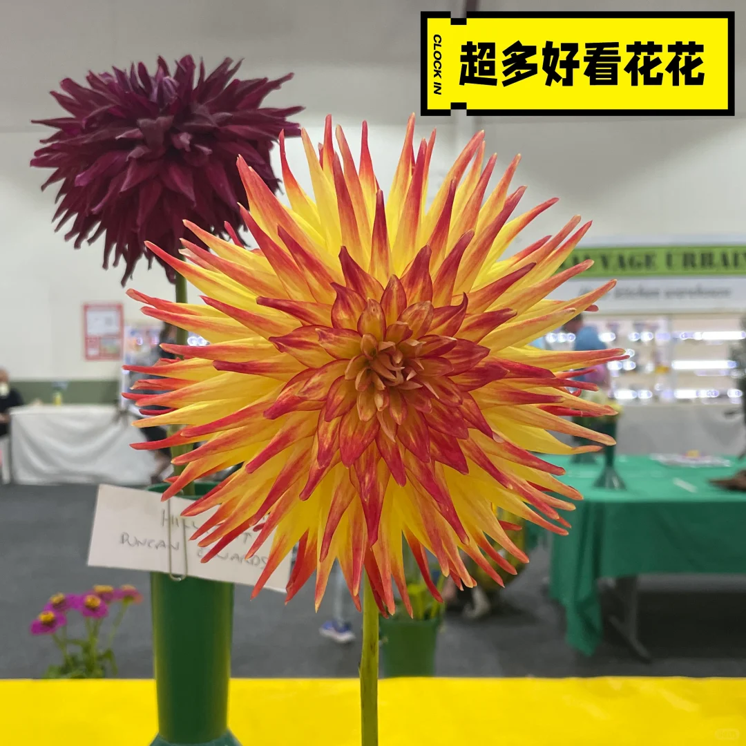 CBR|皇家展览会|10万人|2025