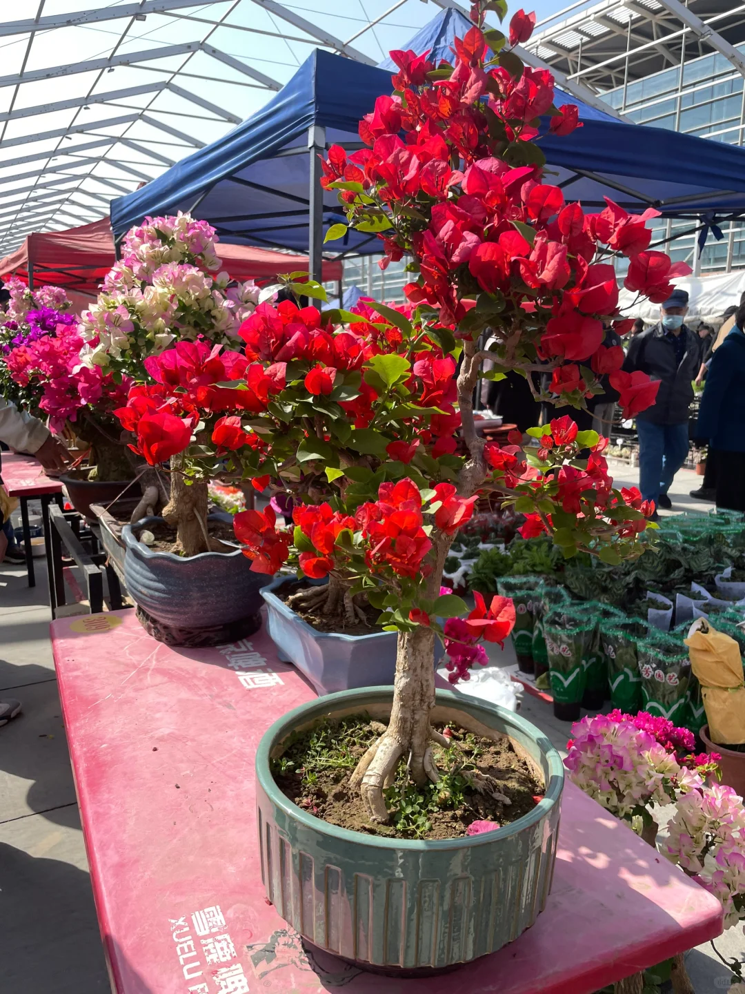 兰州花卉节