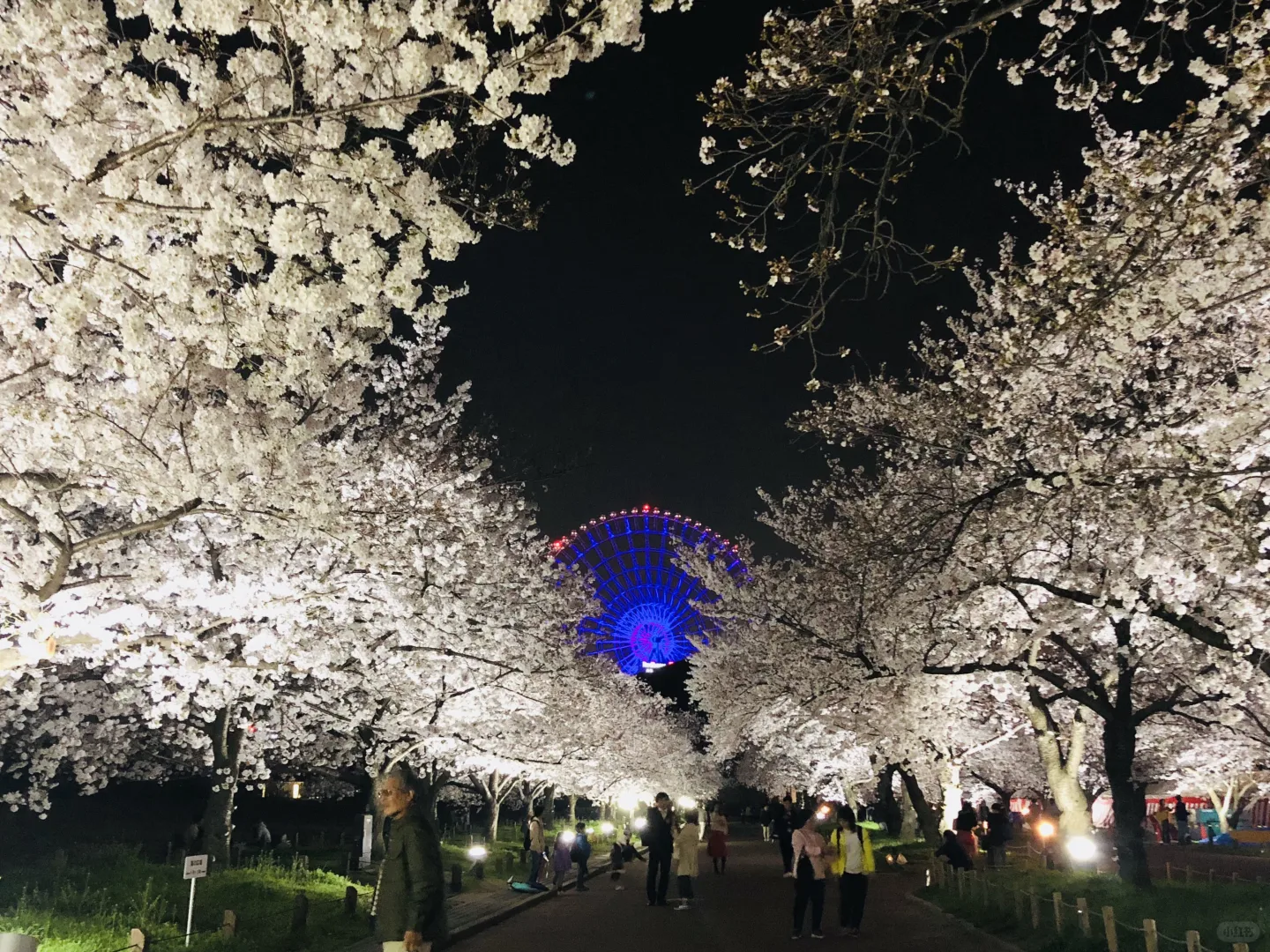赏樱打卡地[樱花R]大阪吹田市万博纪念公园
