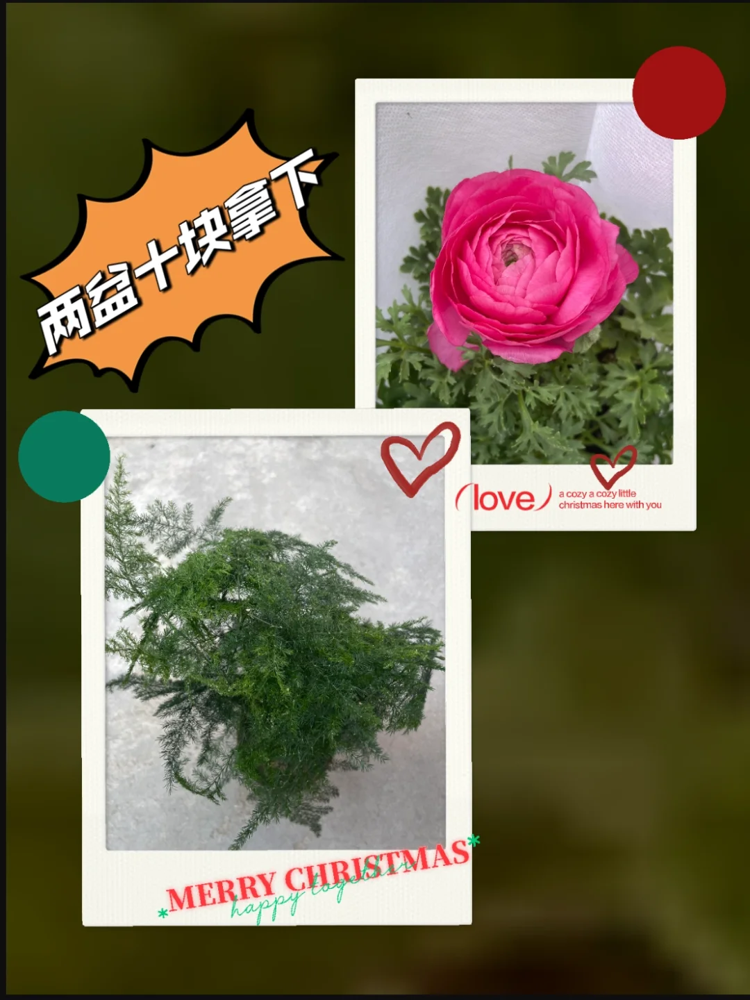 兰州花卉节
