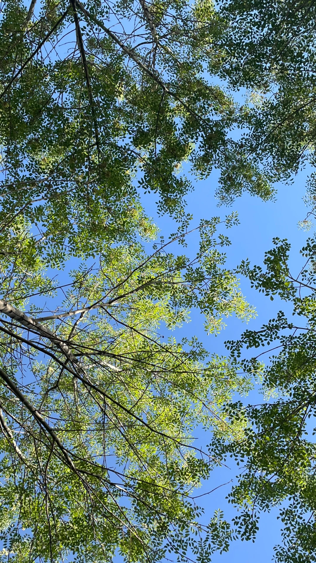亚欧博览会