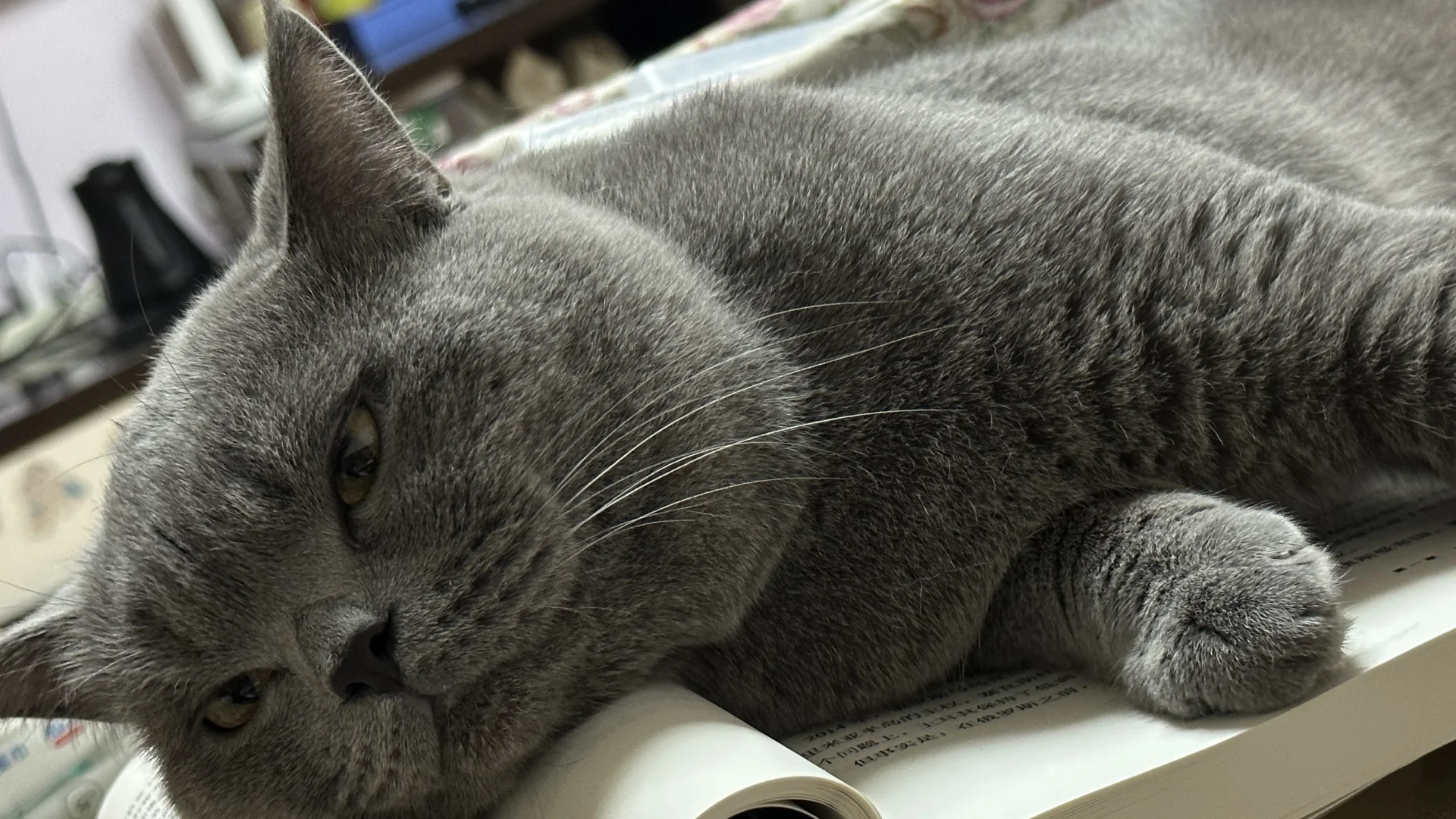 蓝儿子镇场｜3.30-4.3日去游学