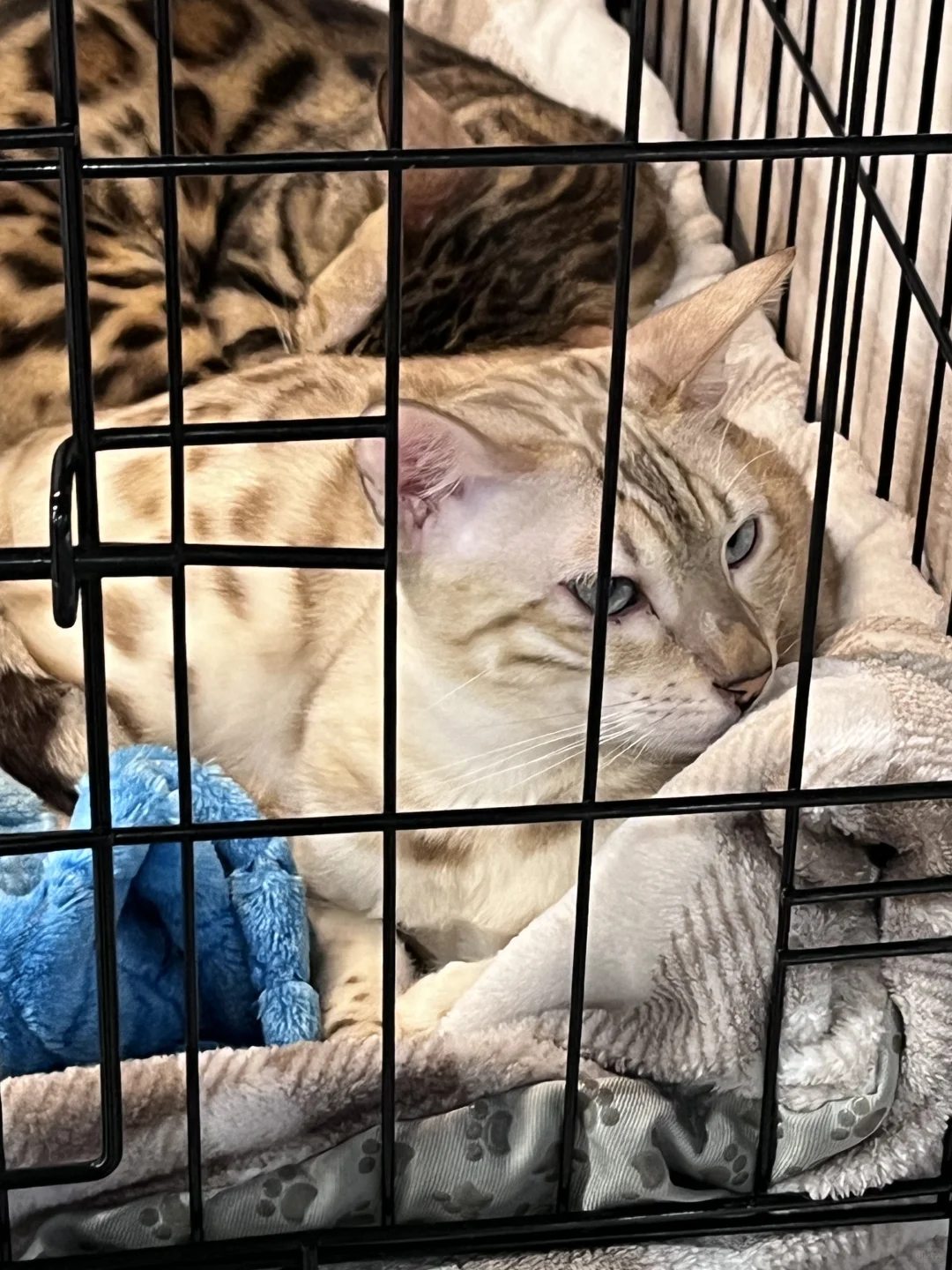 ??莫斯科猫展｜周末爱?留子的好去处‼️