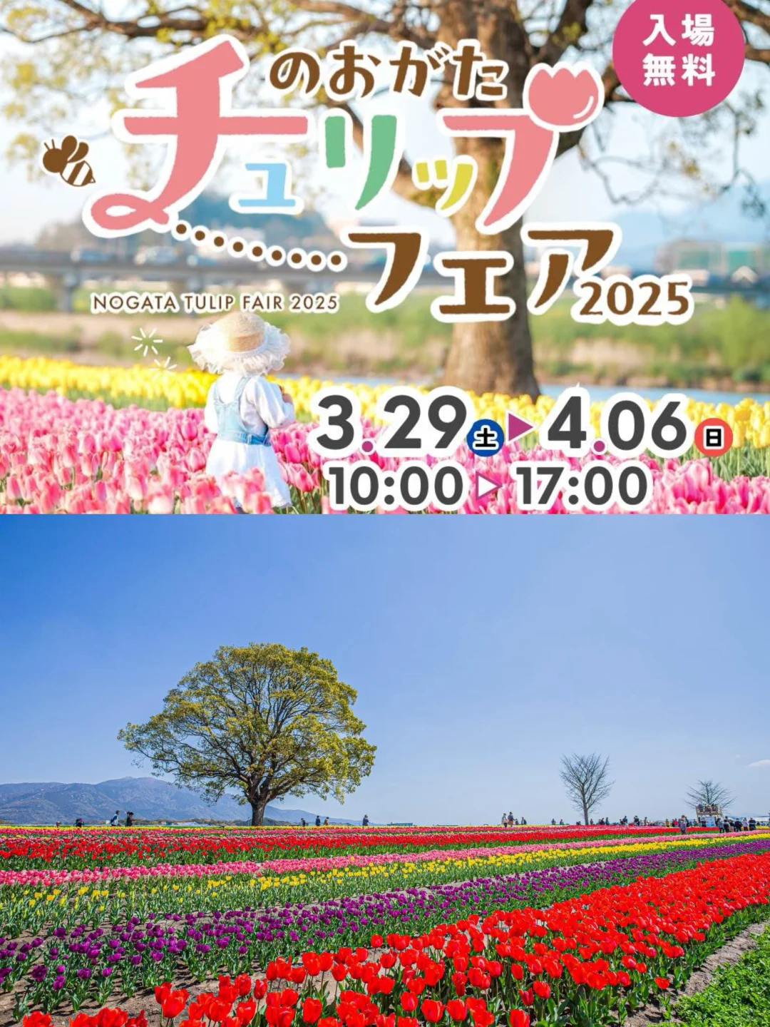 3月29-4月6日，福冈有郁金香博览会！（右滑）