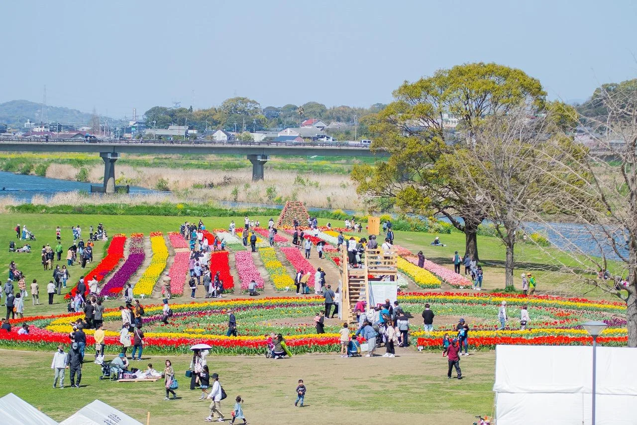 3月29-4月6日，福冈有郁金香博览会！（右滑）