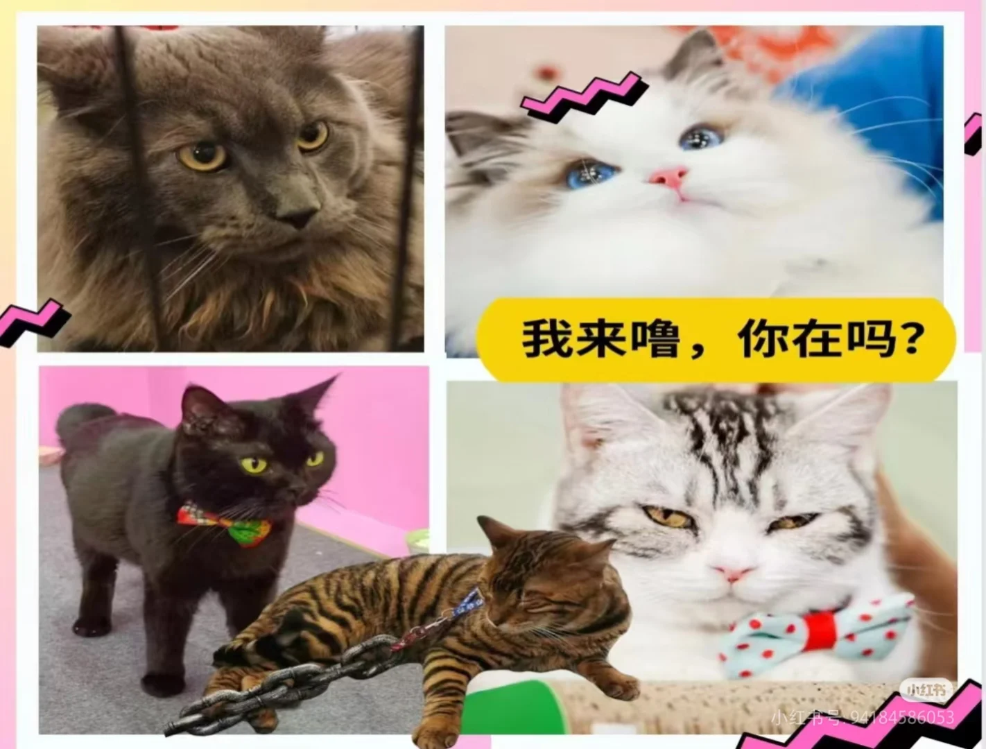 厦门宠物展明天就开展了，要去吗