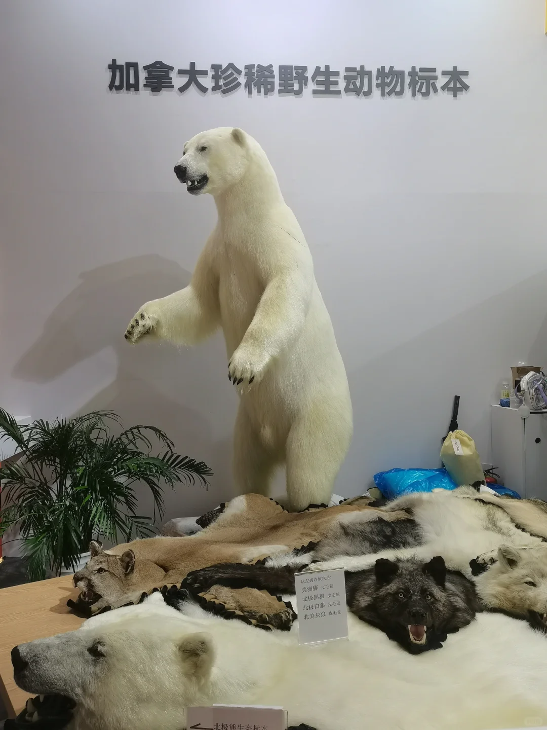 上海进博会真的太好逛了!明年继续冲!