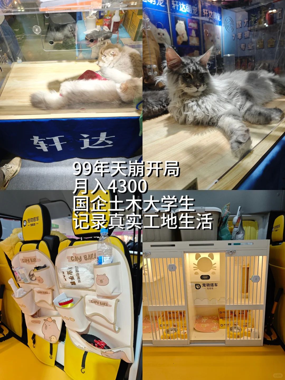 99年土木男生｜猫经济产业创新博览会，超赞