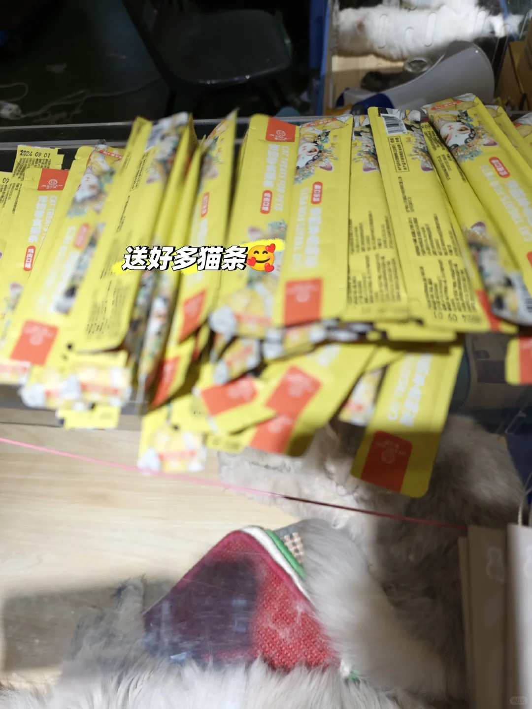 99年土木男生｜猫经济产业创新博览会，超赞
