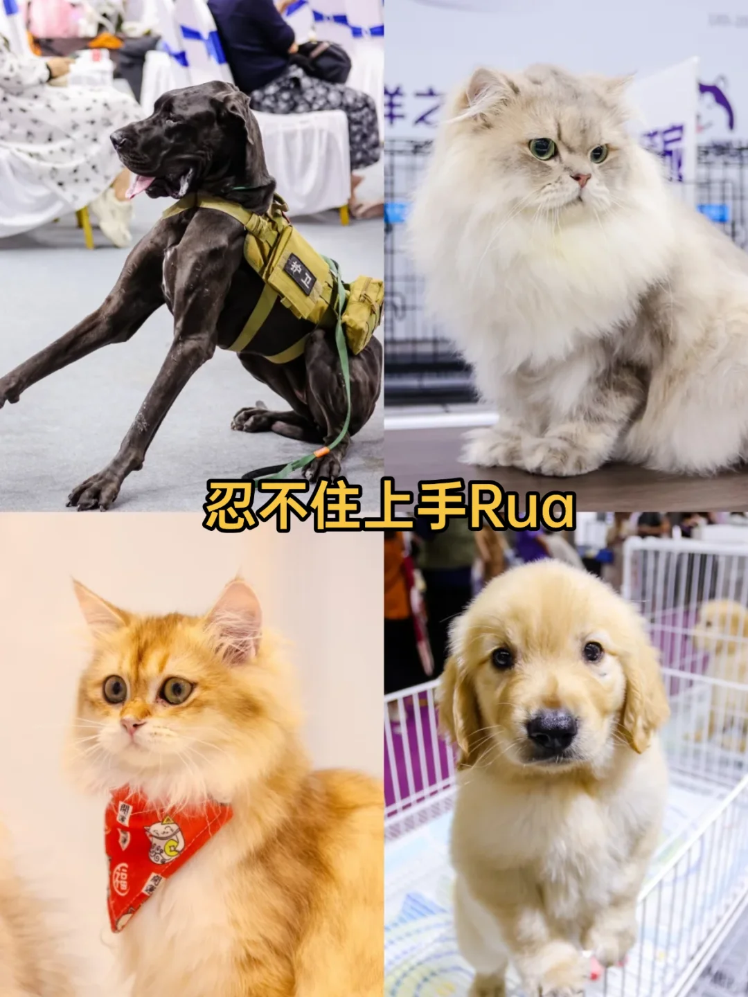 上海它博会免费送?️附轻松薅礼版！