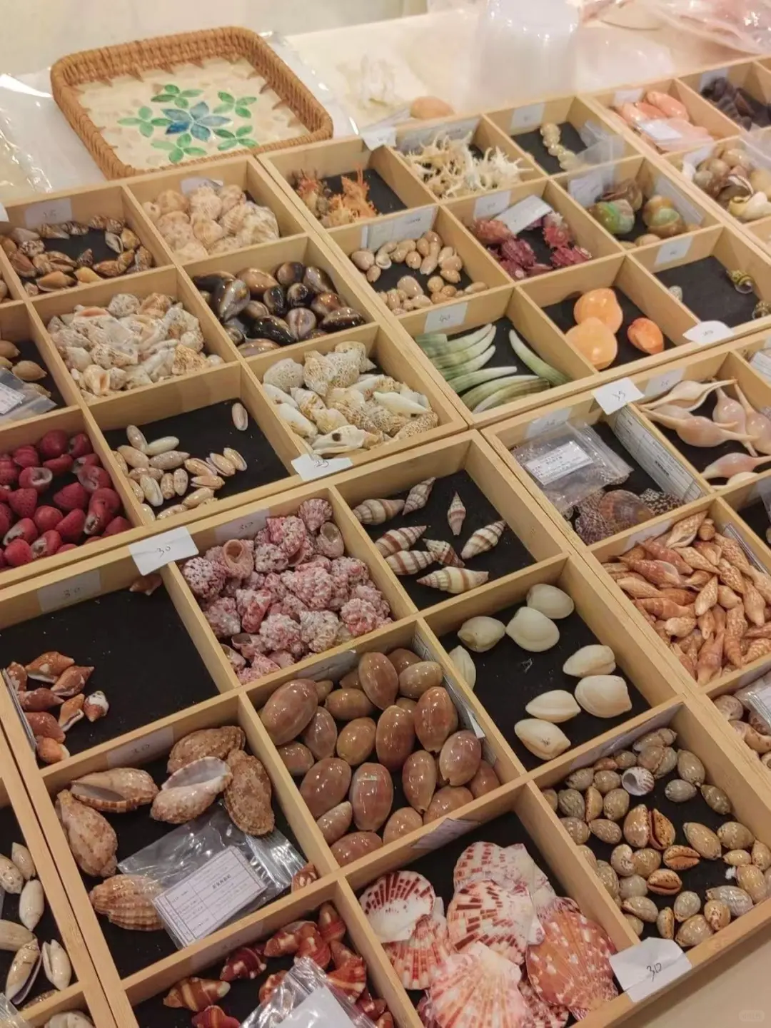 近期来南京，一定要看的贝壳展