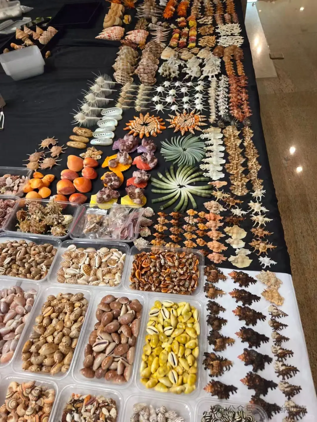 近期来南京，一定要看的贝壳展