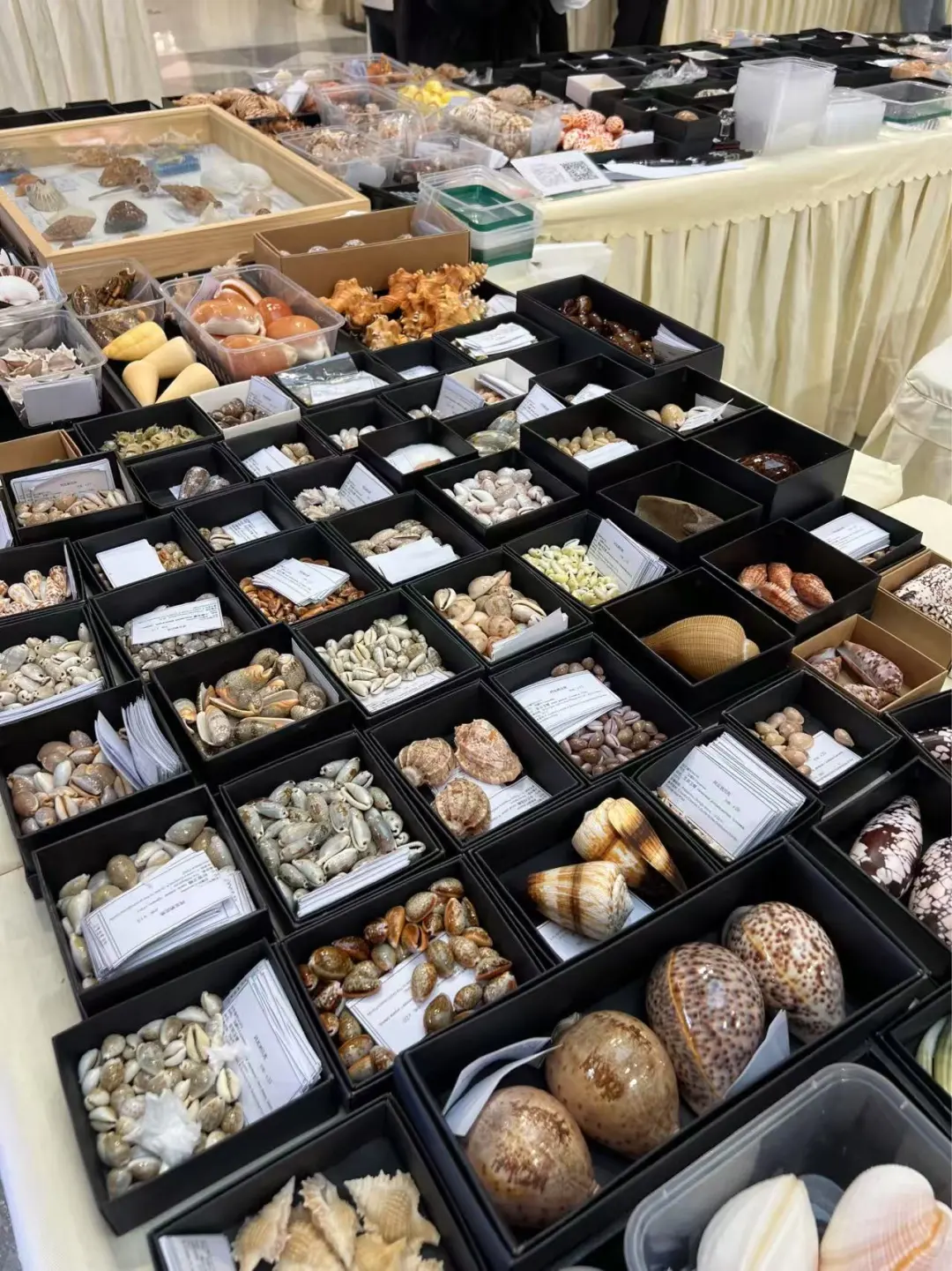 近期来南京，一定要看的贝壳展
