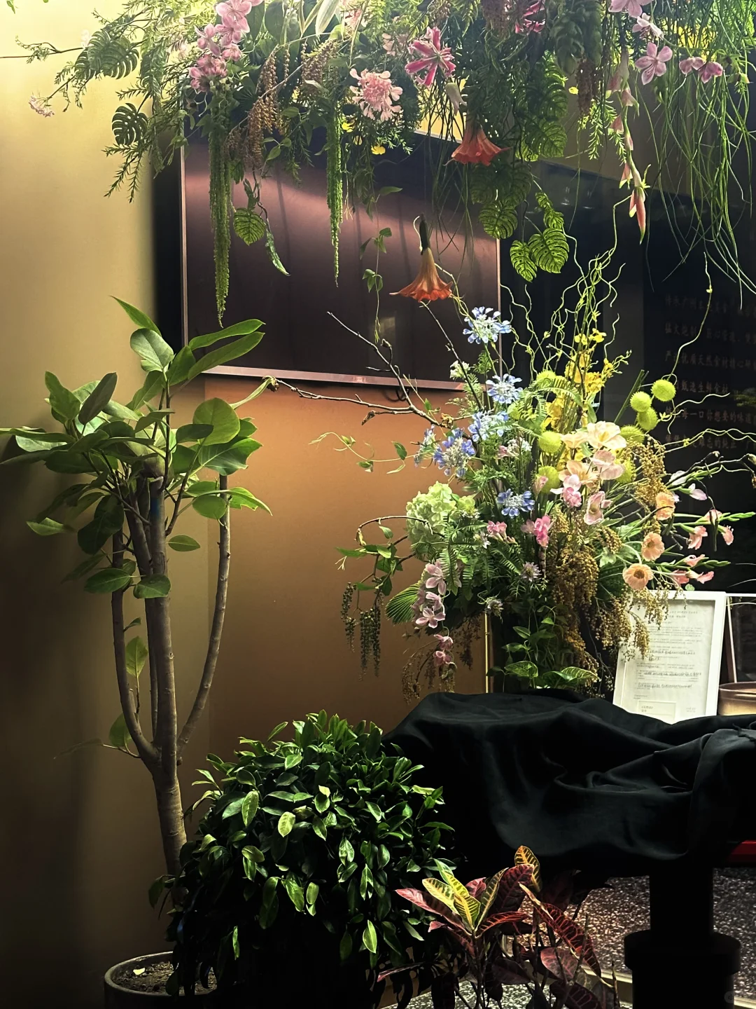 西安?老城根春日?樱花新展！美晕喽（附打卡