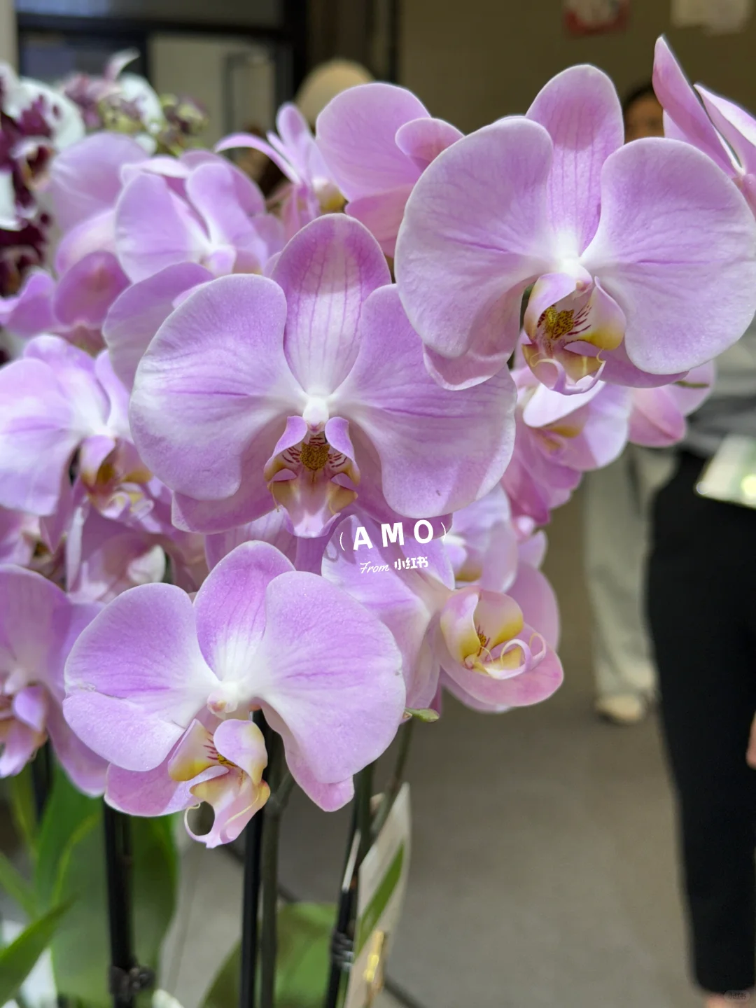 展会记录｜我在上海花展看到有意思的一些花