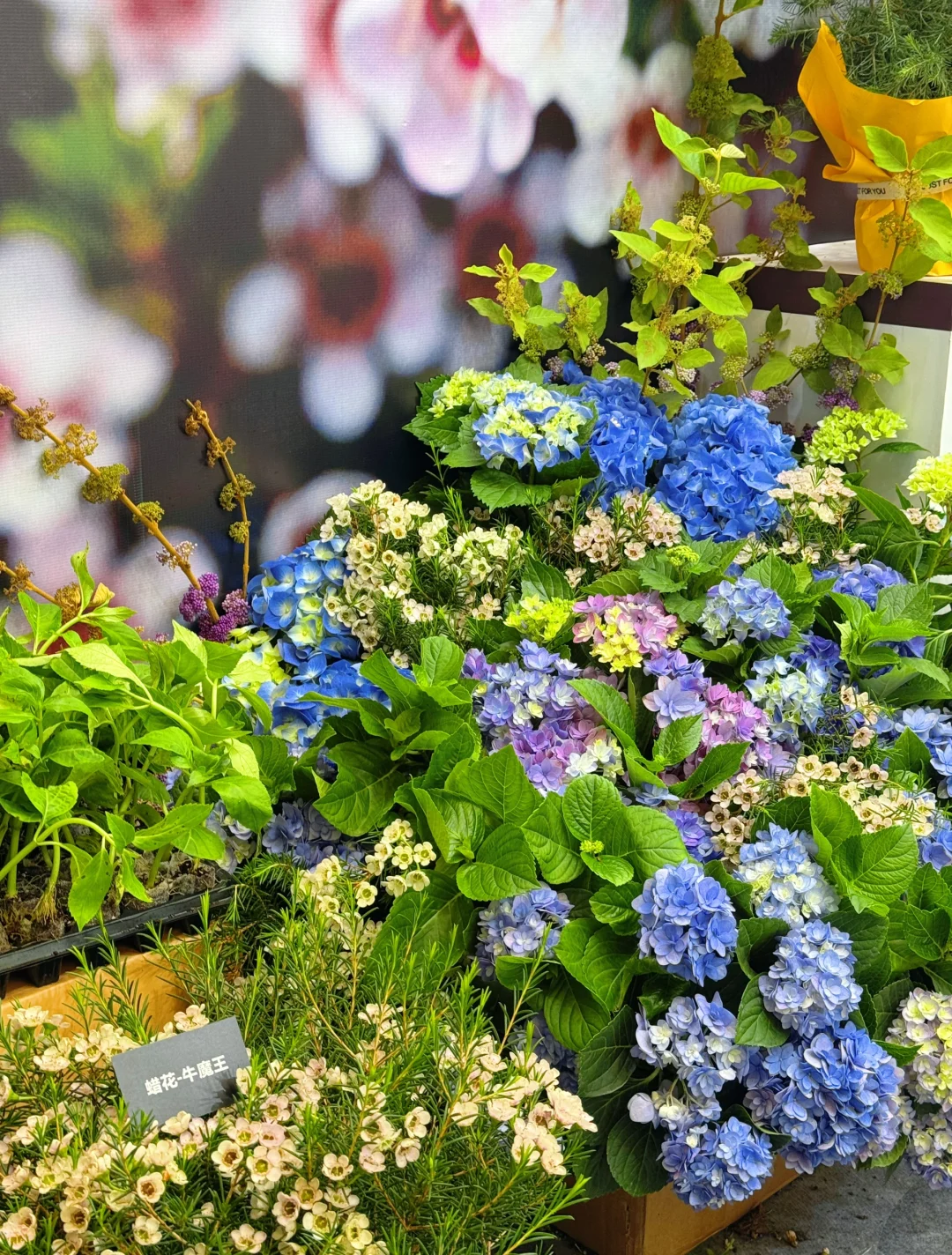 逛上海国际花展收获，附打卡攻略✅