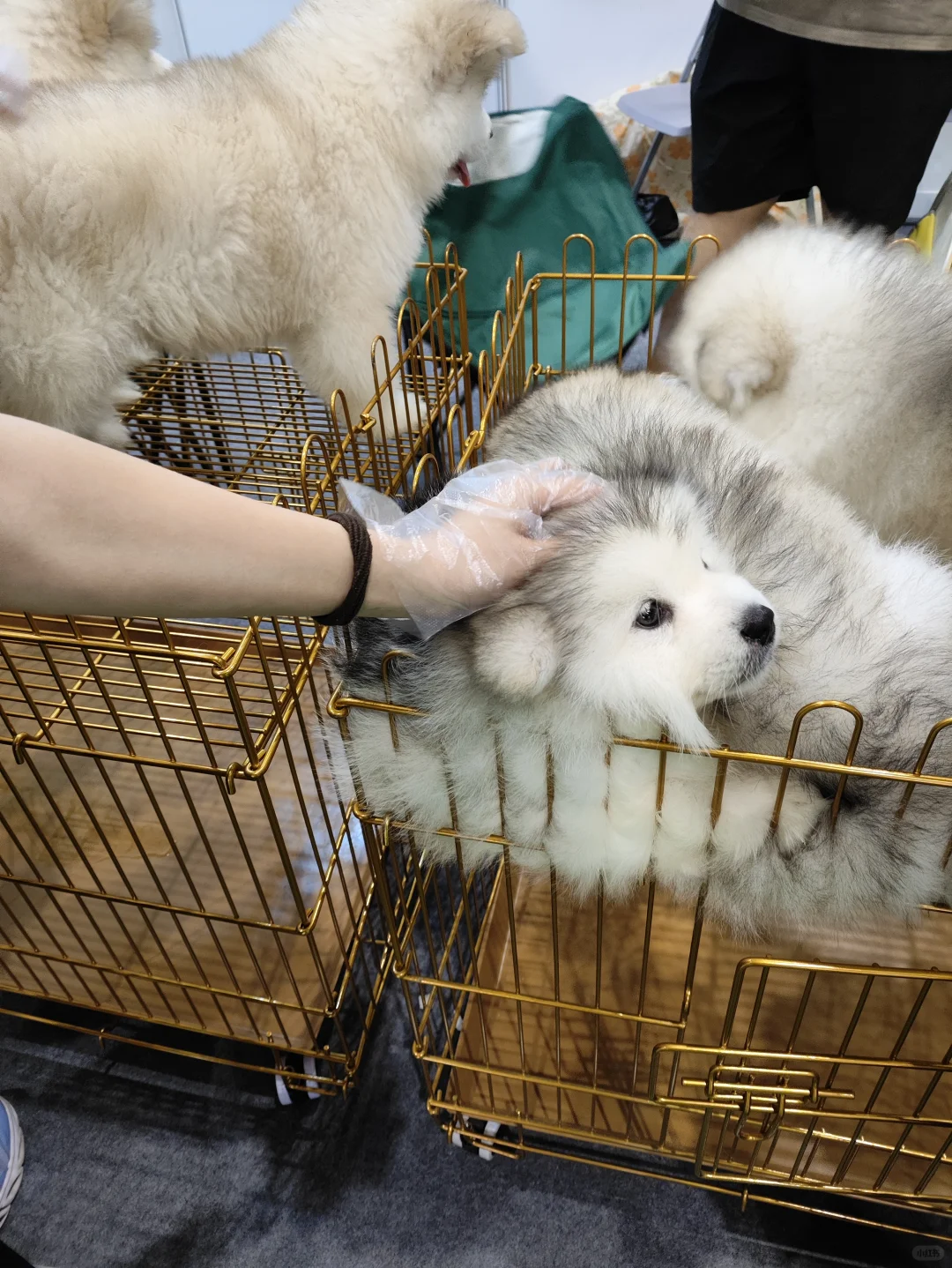 南宁宠物博览会?