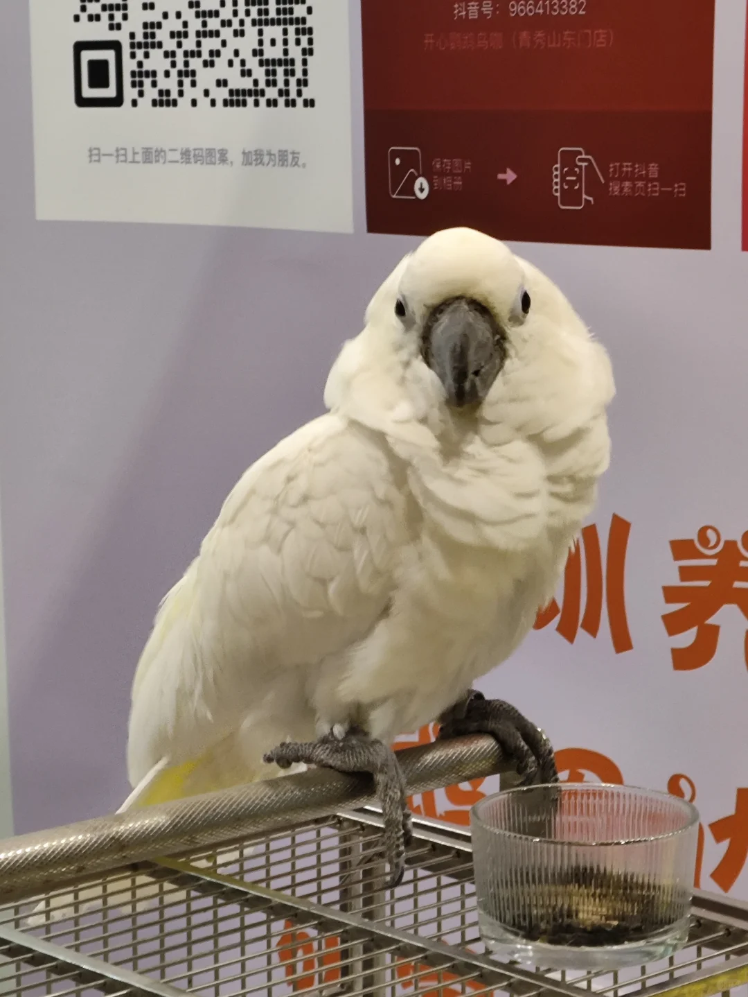 南宁宠物博览会?