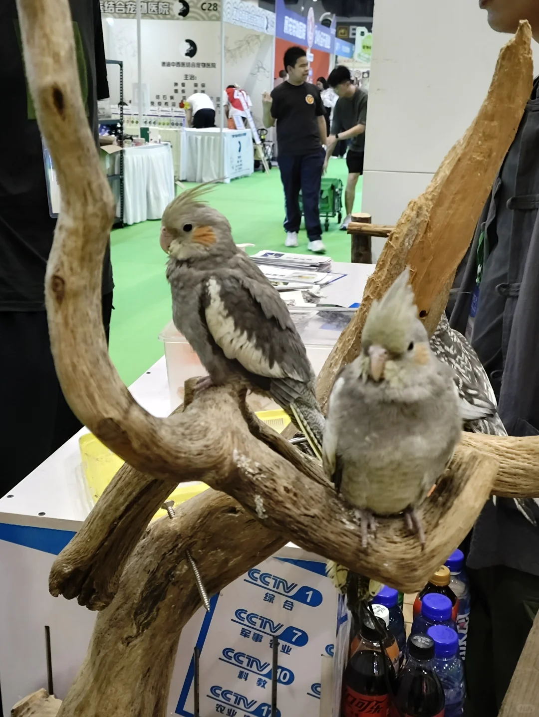 南宁宠物博览会?