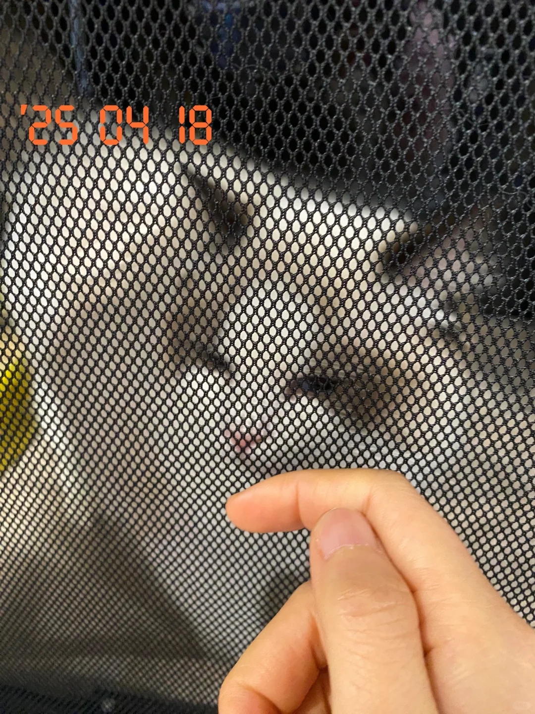 加拿大春季宠物博览会，到处都是小可爱啊