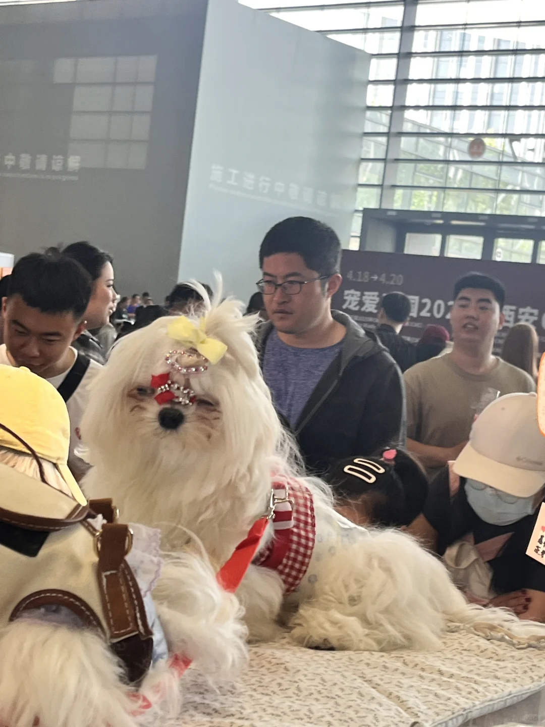 西安宠物博览会好有意思！